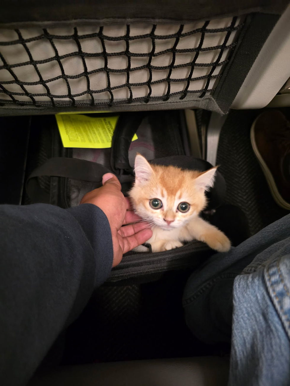 Kitten flying in-cabin after going through TSA screening with soft carrier