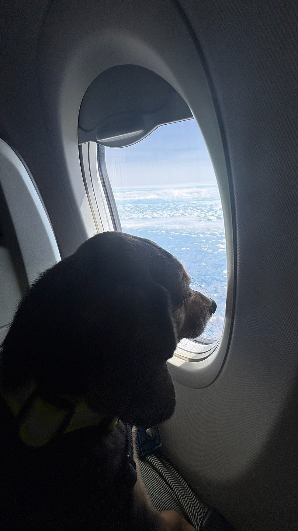 Dog looking out airplane window mid-flight after being fed before travel