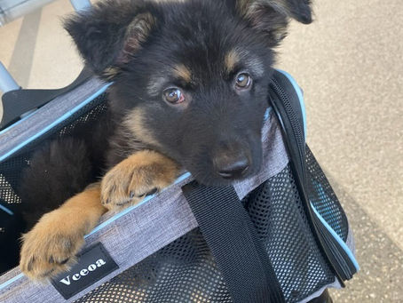 What If My Pet Has a Layover During Transport?