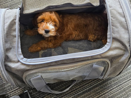 What Makes Pets Feel Comfortable While Traveling