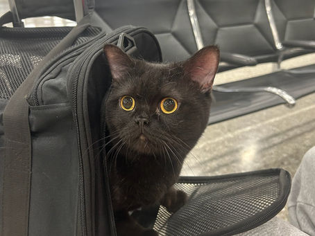Can a Cat Travel Without Litter in Cabin?