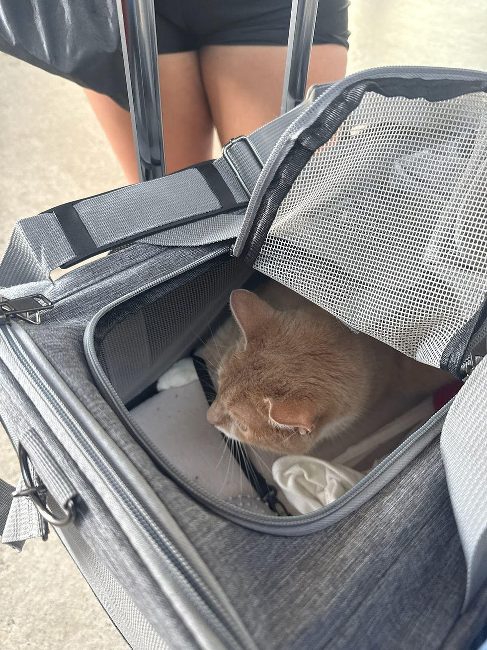 Can I Fly With a Pet and a Carry-On Bag?