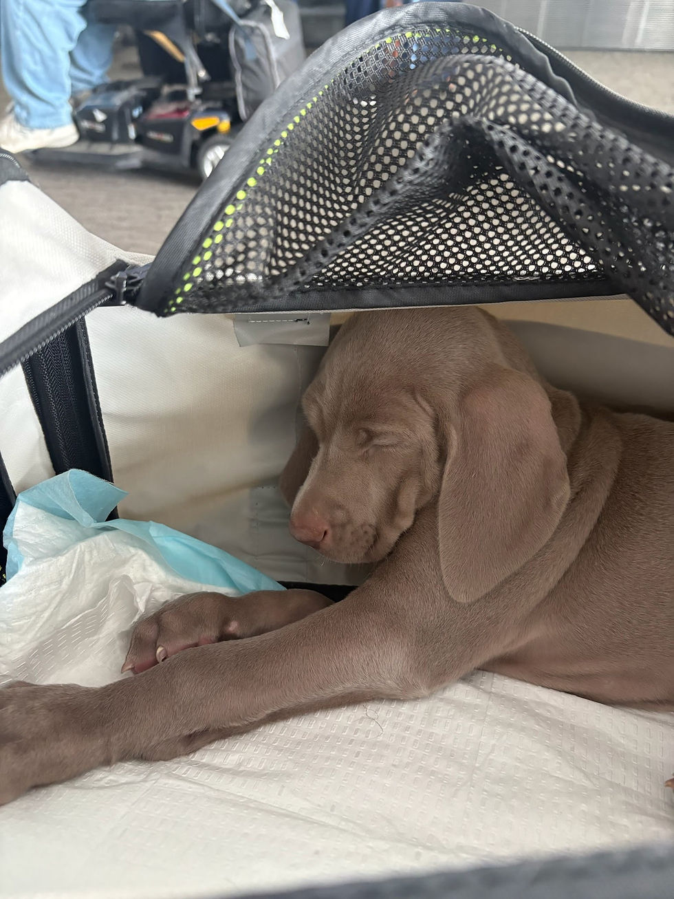 Do Pets Sleep During Flights?