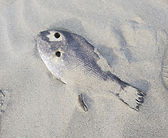 #写真 #漂流物 #海 #日本海 #日本海沿岸 #海岸 #ごみ #ゴミ #プラスチック #漂着ごみ #漂流ゴミ #海洋プラスチックごみ ###海のごみ #海洋ごみ #海のプラスチックごみ #海辺 #おもしろ #アート #漂着物 #海岸 #海外 #marine #debris #sea #wrack #pictur #japansea