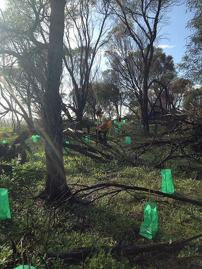 volunteer planting.JPG