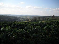 Coffee Plantation