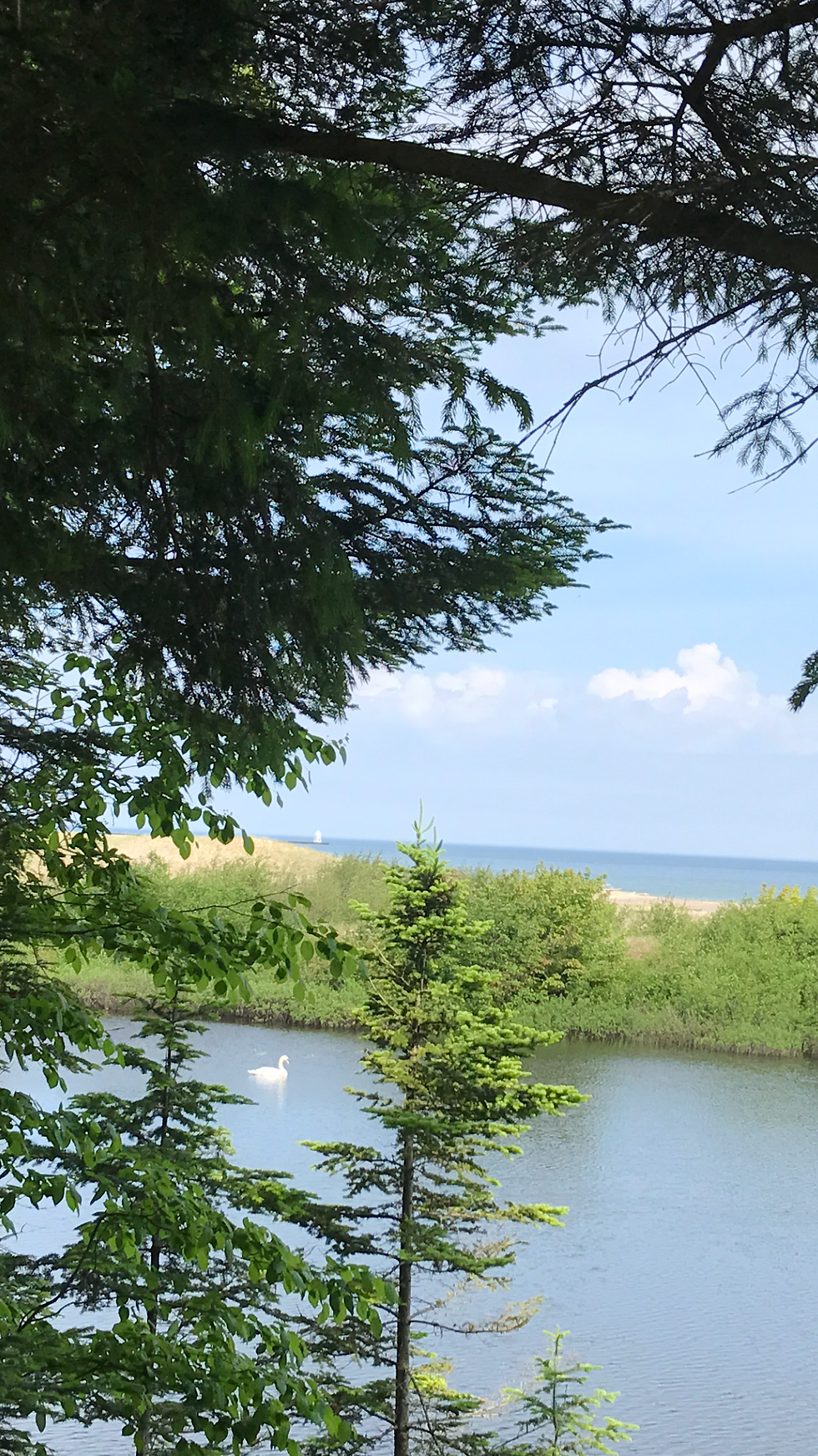 SWAN