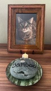 Framed photo of a tabby cat