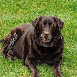 Photo of a chocolate lab named Cody