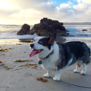 Corgi dog looking happy on the beach