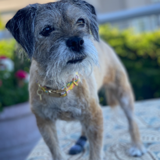 Photo of a small terrier dog