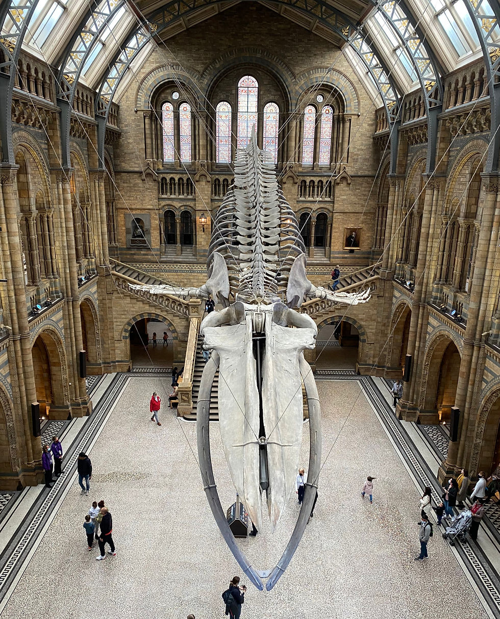 Famous whale's skeleton