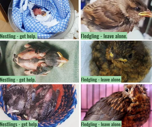 Infographics (3).png