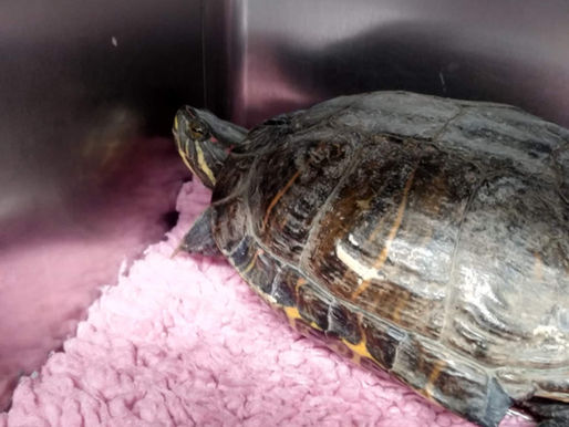 Terrapin Surrendered to Vet Starts New Life at Sanctuary