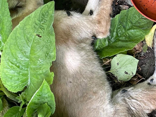 We Were Too Late to Save These Cubs