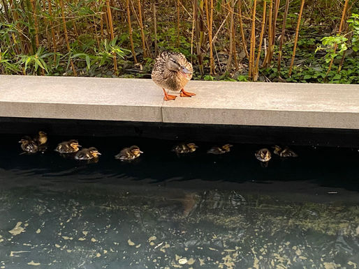 Another Nine Ducklings Rescued at the Royal Arsenal