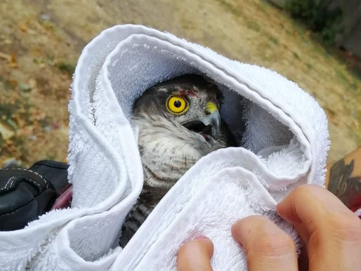 Two Trapped Birds, Two Very Different Outcomes