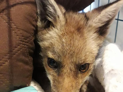 A Midnight Call Out to a Fox Attacked by a Dog