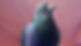 106501125_10217383535366505_203988800651