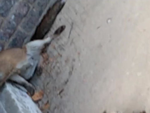 Fox, Pigeon & Swan - Another Day of Rescues