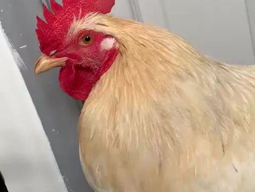 Cockerel Found Running Loose on the M20