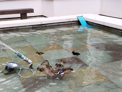 Ducklings, Pigeons & Bats - all in a day's work!