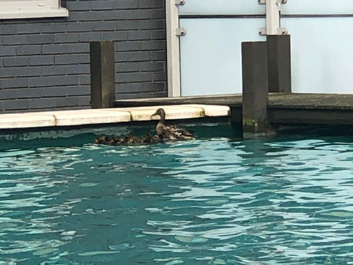 Another Day, Another Batch of Ducklings at the Royal Arsenal...