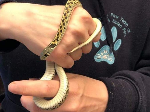 Garter Snake Found in Eltham Garden