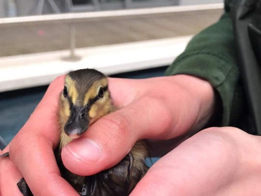 Spring 2023 Has Arrived - & We're Already Back Rescuing Ducklings at the Royal Arsenal...