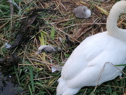Cygnets Brought Back from the Brink of Death