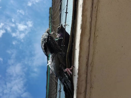 Entangled for Days in a Heat Wave - Another Victim of Anti-Bird Netting