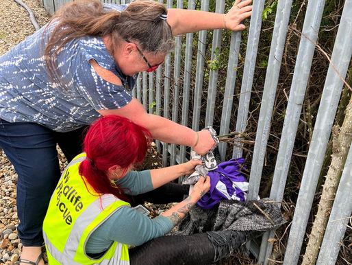 Volunteers Dig Out Trapped Swan with Their Bare Hands