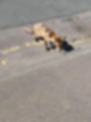 A fox with severe mange.