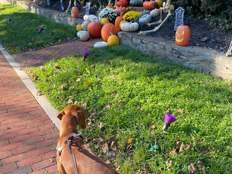 Pet Friendly Events in Loudoun County this Fall