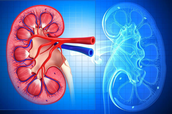 Renal Failure & It's Effect On The Cardiovascular System