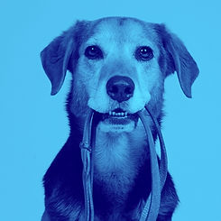 Run Dem Dawgs_square (2)_edited.jpg