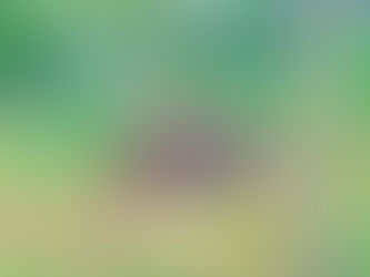 VEDERE GLI ORSI IN ABRUZZO