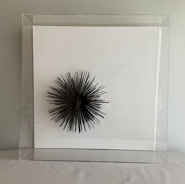 Black urchin in plexiglass. Could be wall mounted. 86x86x28.5 cm €350 SOLD