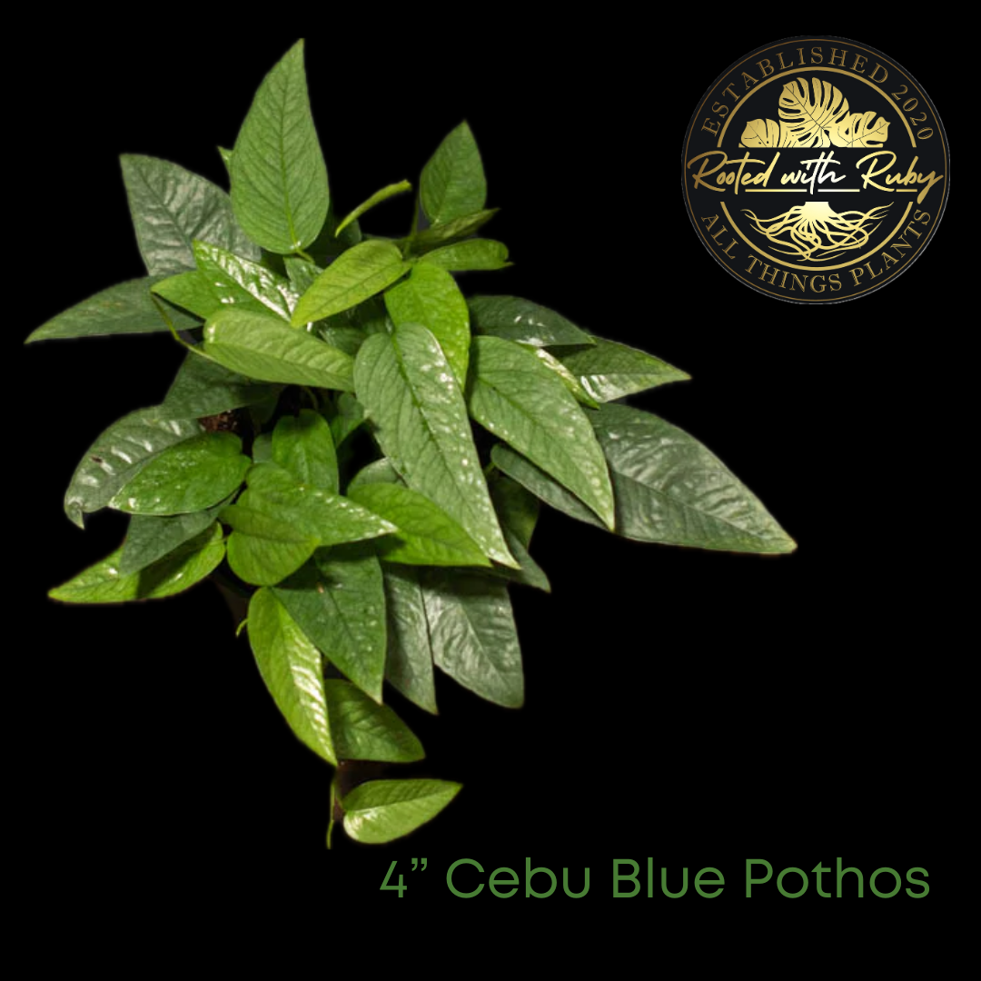 4” Cebu Blue Pothos
