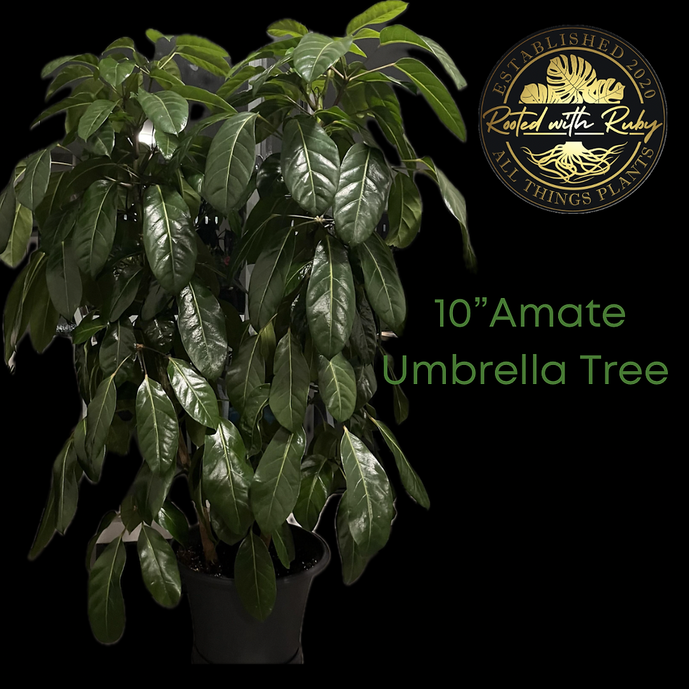 10” Amate (Umbrella Tree) 
