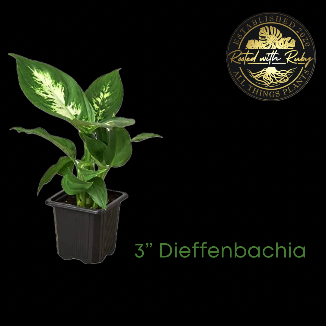 3” Dieffenbachia 