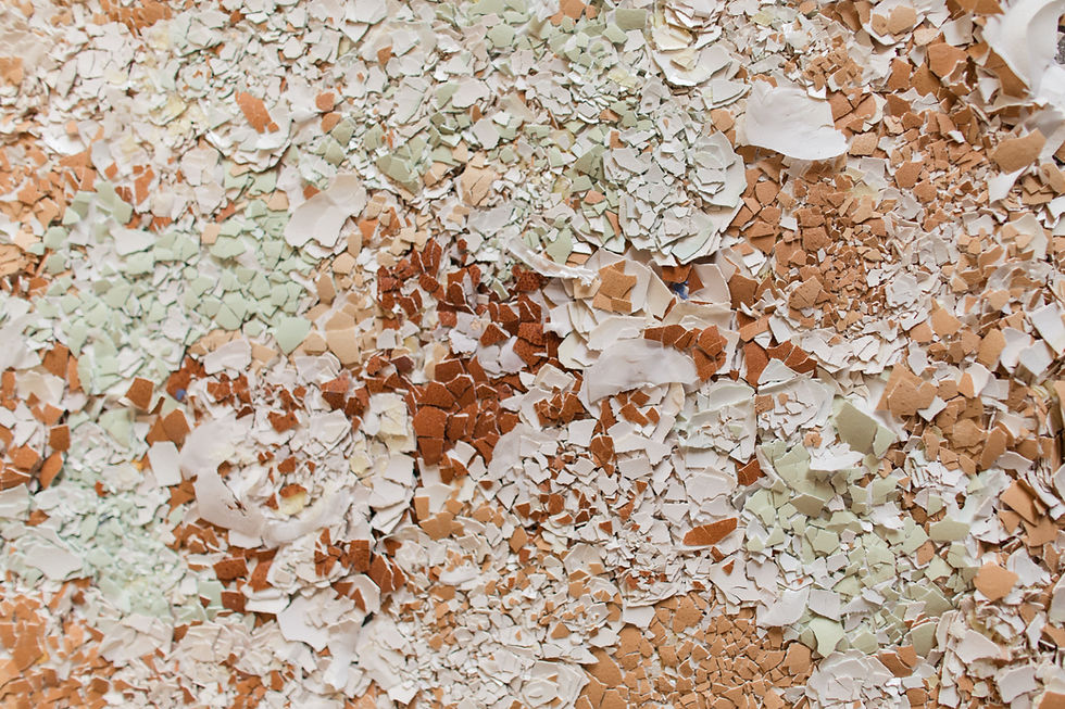 EGGXPERT eggshells.jpg