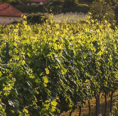 vignes vin