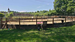 Tondino cavalli dressage pony Milano