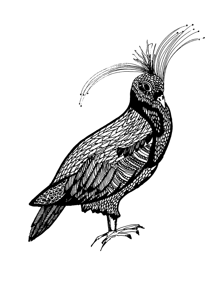 Fancy_Pigeon04.gif