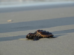 Sea Turtles Hilton Head