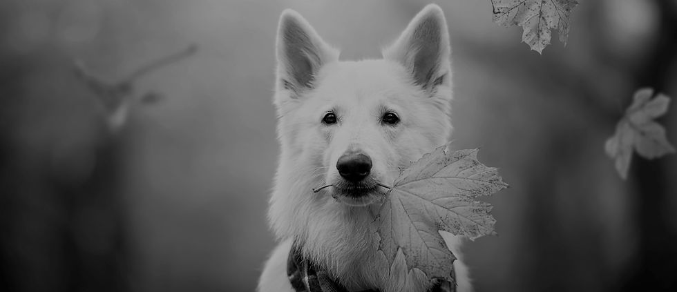 Dog12_edited.jpg
