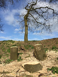 Tree Stumps.jpg