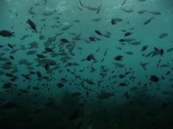Nuage de poissons