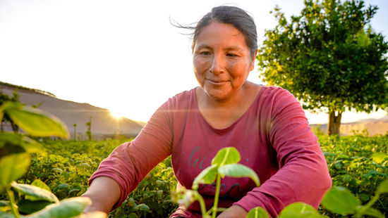 INDAP invita a pequeños agricultores a acceder a créditos de corto plazo para fortalecer sus actividades productivas